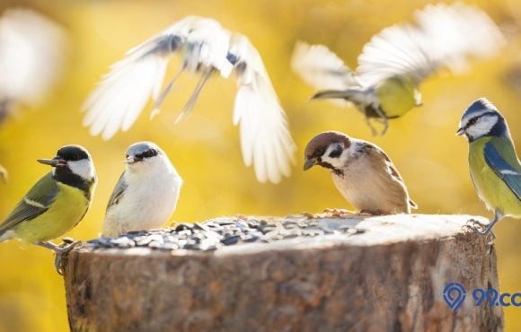 makanan burung pipit