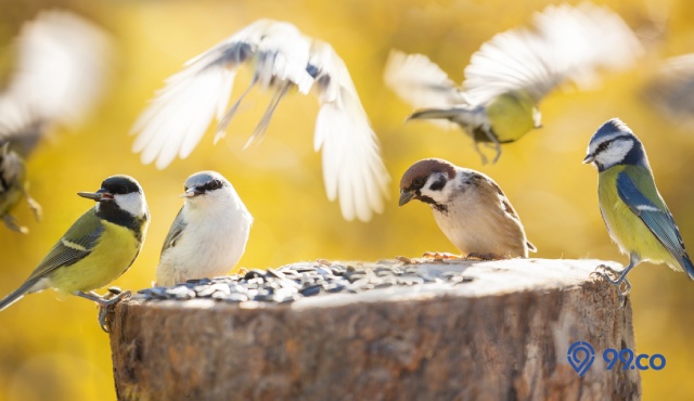 makanan burung pipit