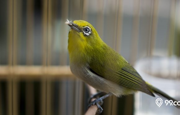 makanan burung pleci