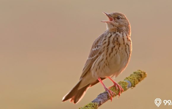 burung emprit masuk rumah pertanda apa