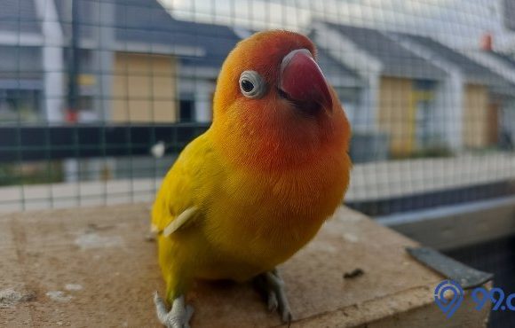 cara menjinakkan burung lovebird