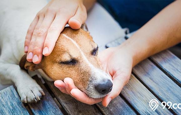 cara mengatasi anjing keracunan