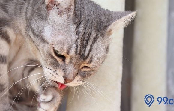 cara mengatasi kucing keracunan