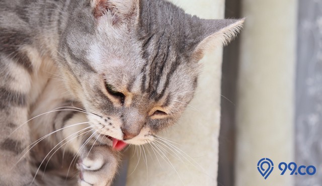 cara mengatasi kucing keracunan