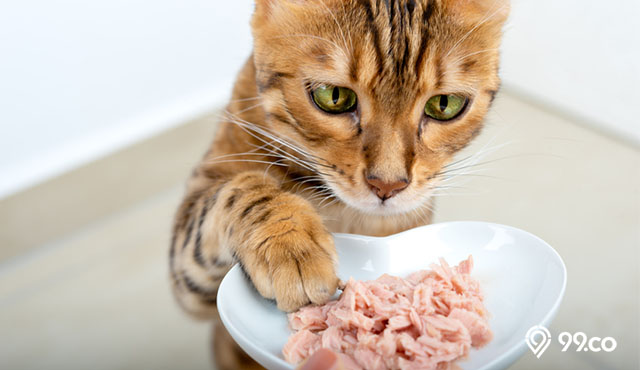 cara mengganti makanan kucing