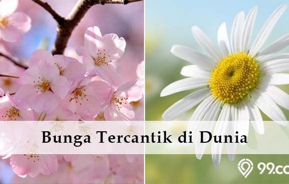 daftar bunga tercantik di dunia