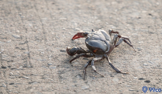 kepiting masuk rumah pertanda apa