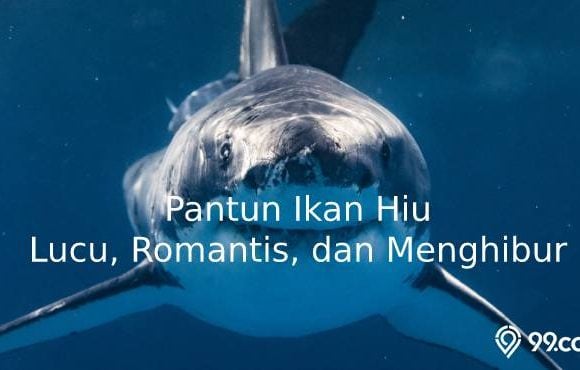 pantun ikan hiu lucu