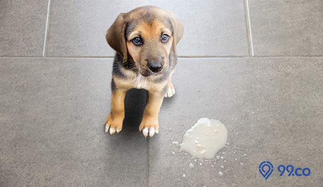 penyebab anjing peliharaan muntah dan cara mengatasinya