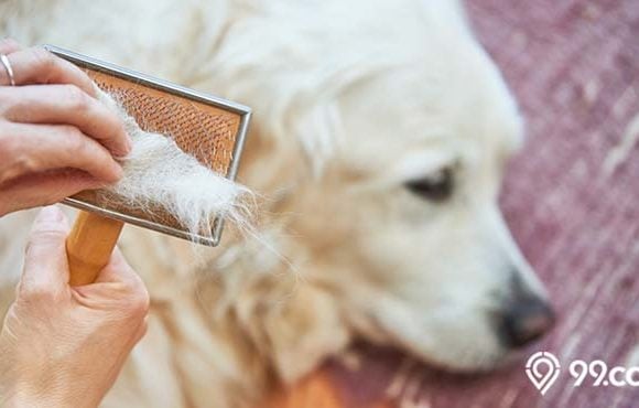 penyebab bulu anjing rontok cara mengatasi