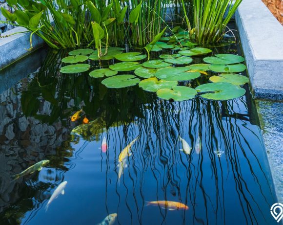 lahan sempit desain kolam ikan minimalis