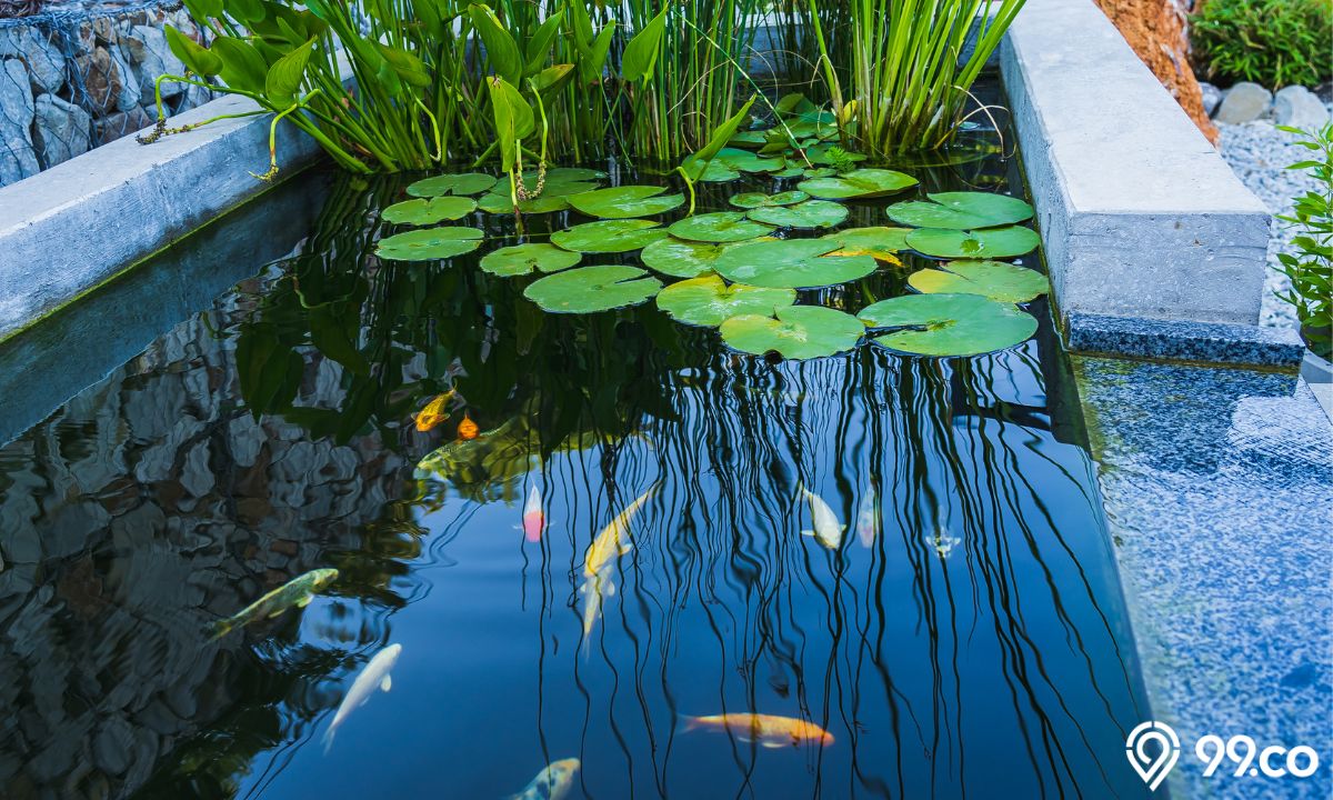 lahan sempit desain kolam ikan minimalis