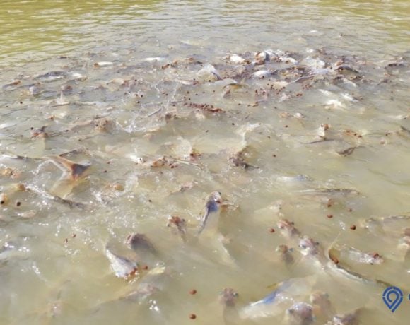 makanan ikan patin