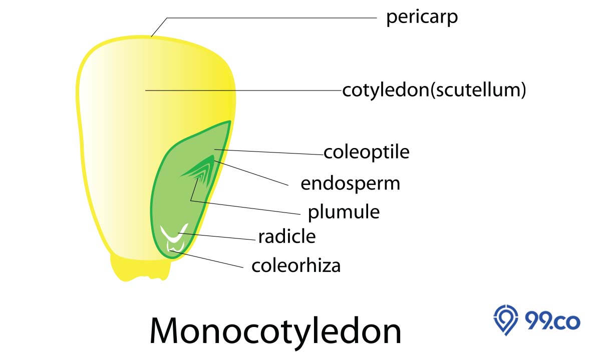 contoh tumbuhan monokotil