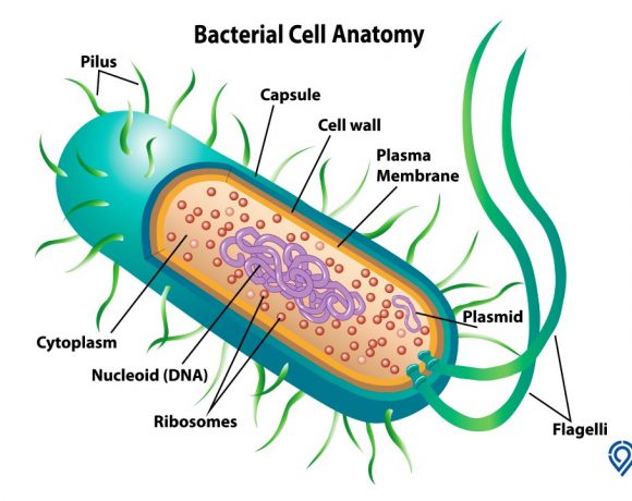 gambar struktur sel bakteri
