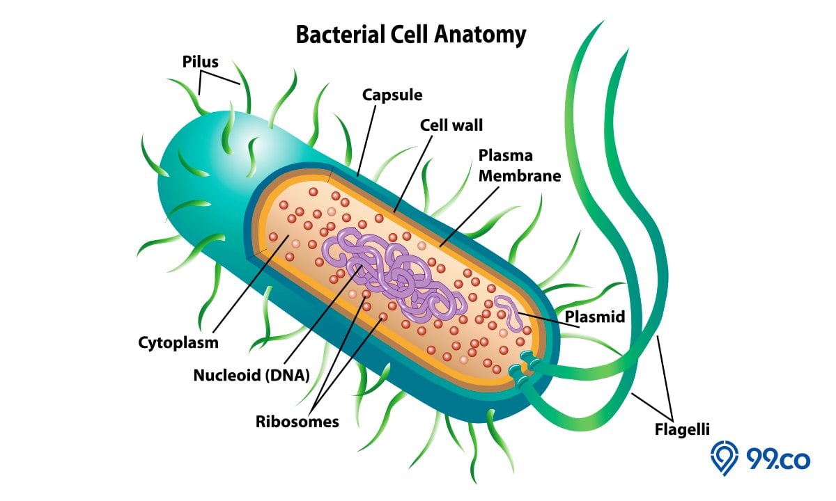 gambar struktur sel bakteri