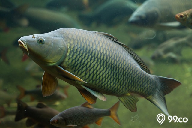 makanan ikan mas