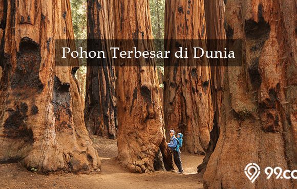 daftar pohon terbesar di dunia