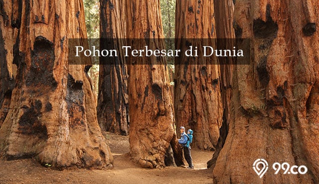 daftar pohon terbesar di dunia