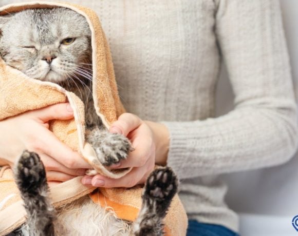 cara mengeringkan kucing tanpa hairdryer