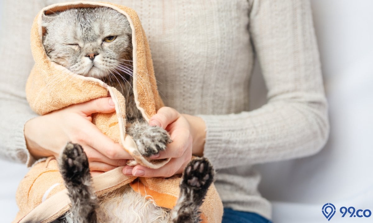 cara mengeringkan kucing tanpa hairdryer