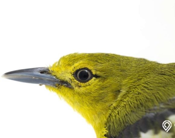 cara merawat burung cipoh biar gacor