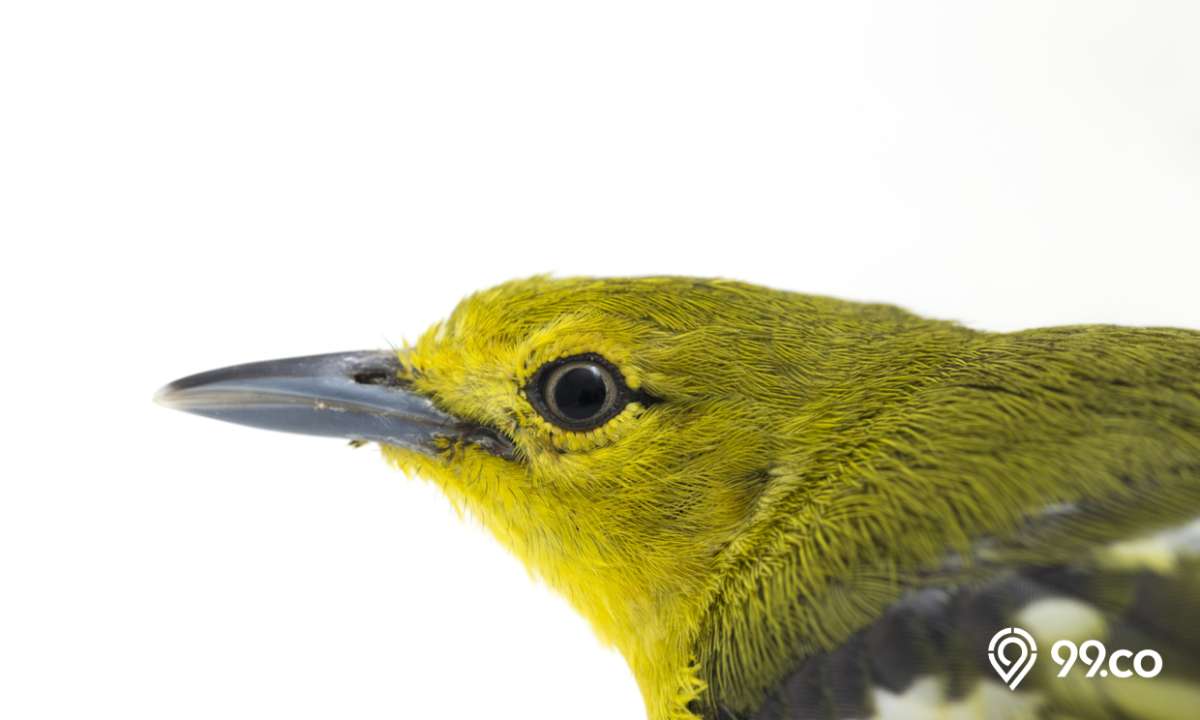 cara merawat burung cipoh biar gacor