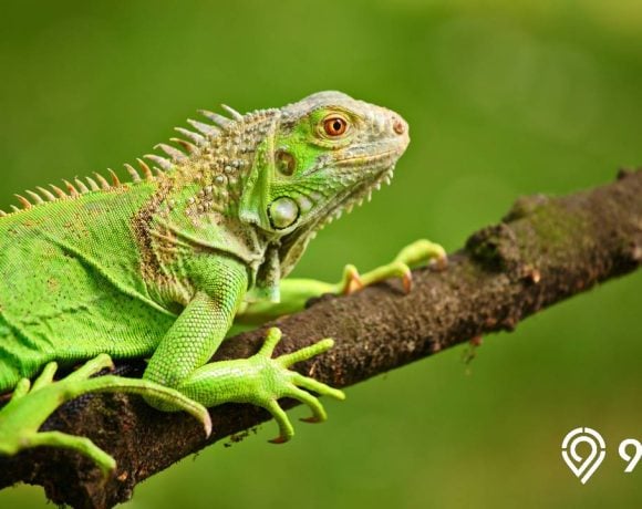 makanan iguana