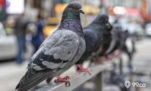 nama burung merpati yang bagus