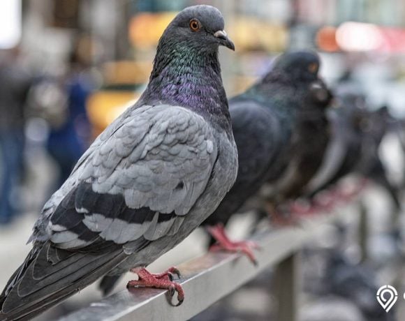 nama burung merpati yang bagus