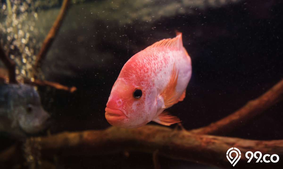 ikan red devil