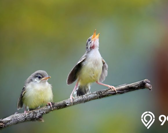 makanan burung prenjak