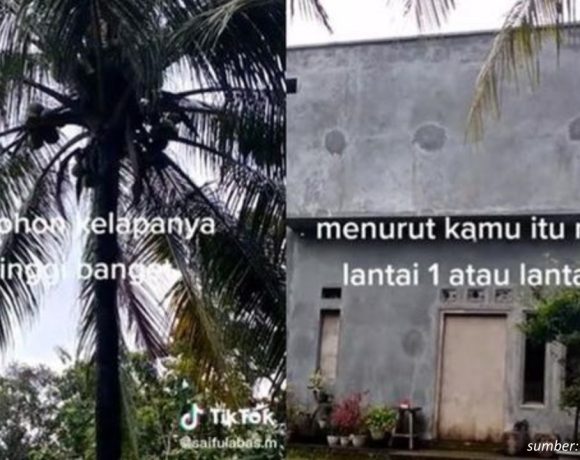 rumah setinggi pohon kelapa