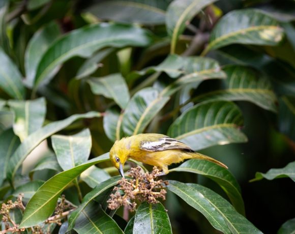 makanan burung sirtu