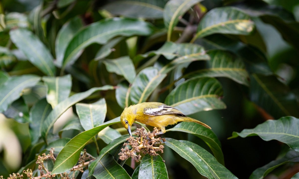 makanan burung sirtu