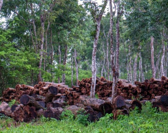 pohon kayu jati di indonesia