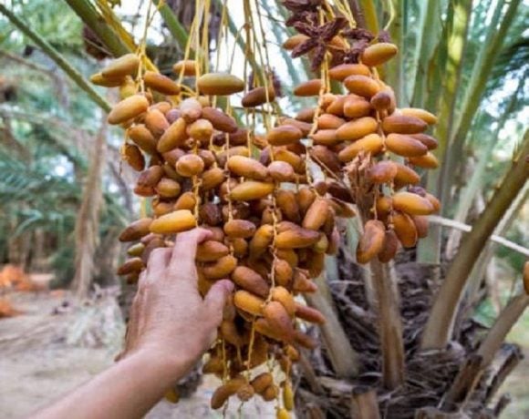 daerah hasilkan kurma di indonesia