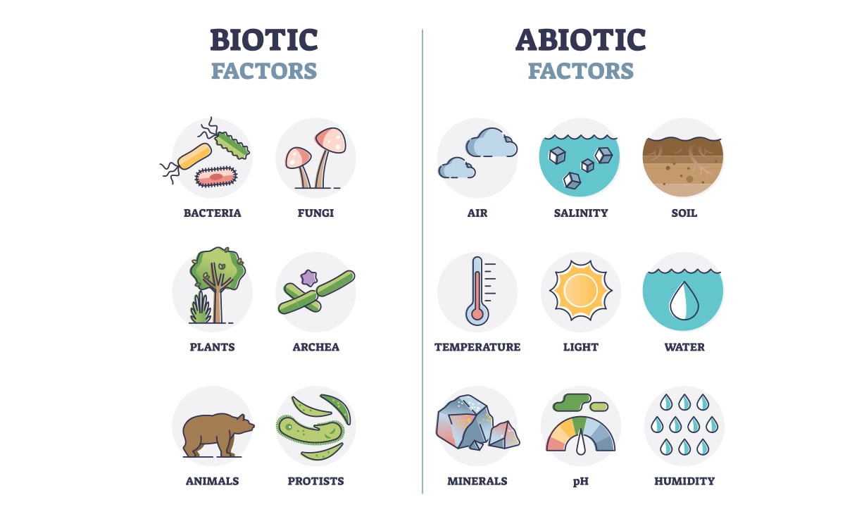 contoh komponen antibiotik ekosistem