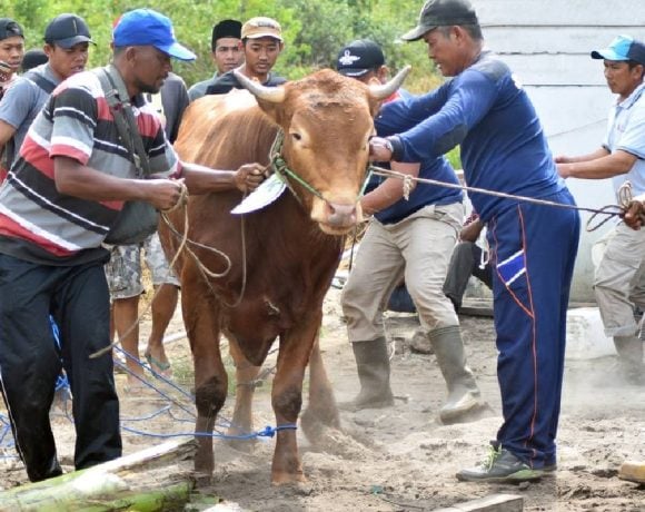 doa menyembelih hewan kurban