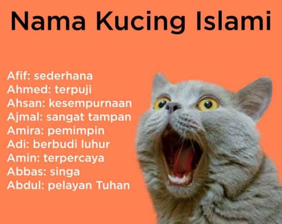 nama kucing islami