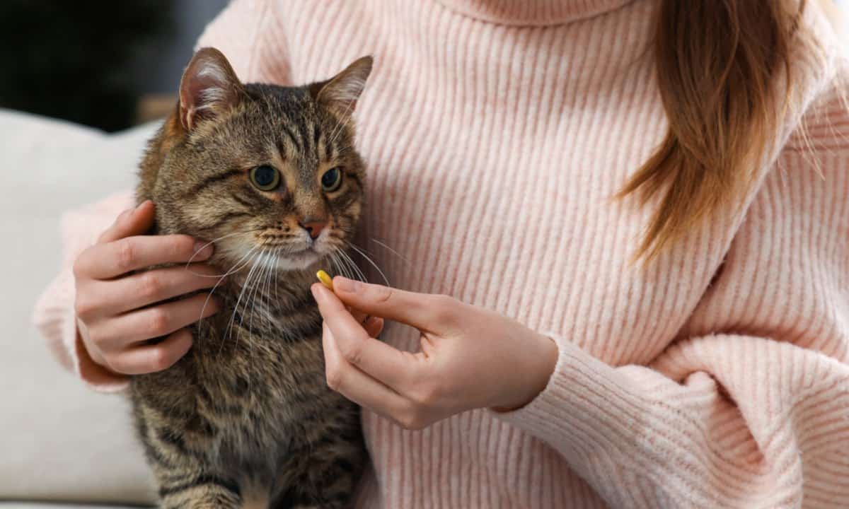 rekomendasi obat pilek kucing terbaik