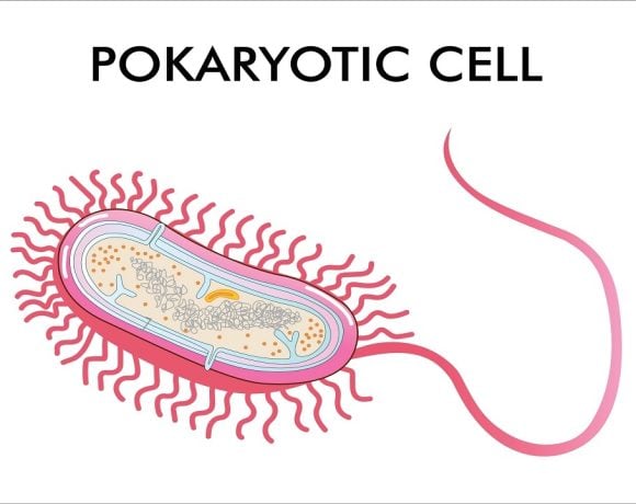 sel prokariotik