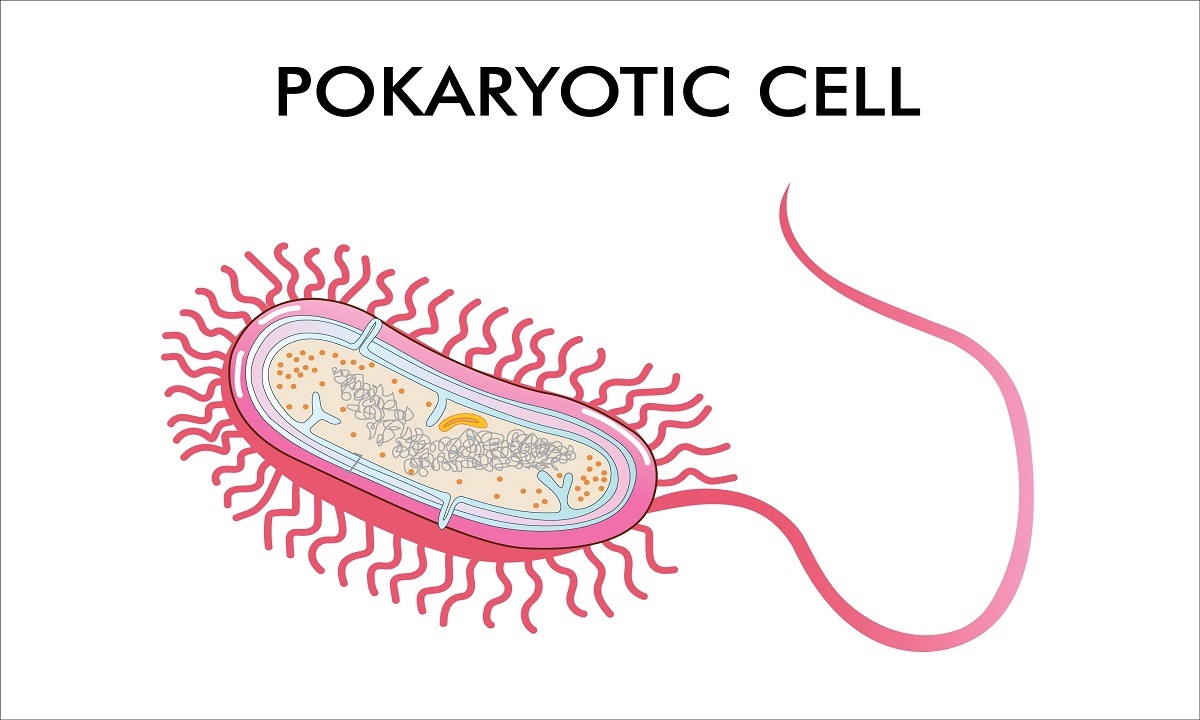 sel prokariotik