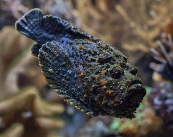 stonefish, salah satu jenis binatang berbisa di dunia