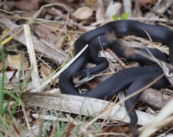 ular hitam kecil masuk rumah