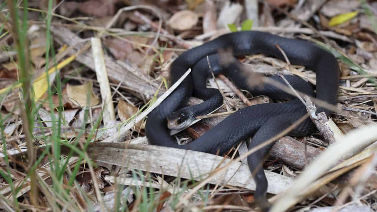 ular hitam kecil masuk rumah