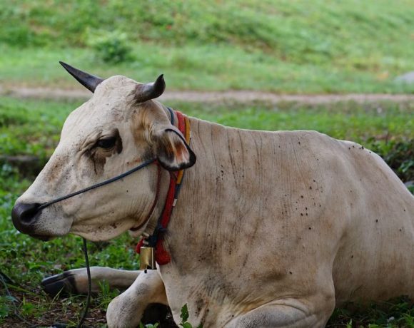 tata cara menyembelih hewan kurban dalam islam