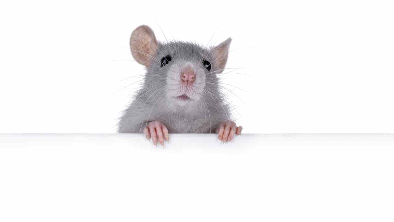 tikus